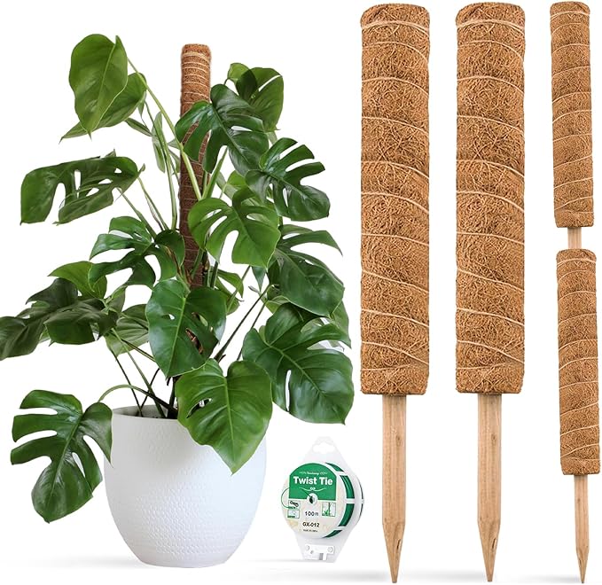 JOYSEUS 30-Inch Moss Pole Support for Climbing Plants – 2 Pack of 15-Inch Coir Totem Poles with 65 Feet Garden Twist Tie for Monstera and Potted Plants 2 JOYSEUS 30-Inch Moss Pole Support for Climbing Plants – 2 Pack of 15-Inch Coir Totem Poles with 65 Feet Garden Twist Tie for Monstera and Potted Plants