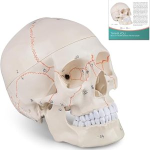 Bear Skull Model: Life-Size Anatomical Human Skull with 3 Parts and Painted Sutures – Perfect for Medical Students and Science Education