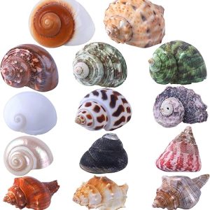 Hermit Crab Shells: 14PCS Natural Seashells (1″ – 3.5″) with Openings (0.8″ – 1.5″) – Ideal for Hermit Crab Supplies and Décor