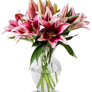 Pink Lilies: Benchmark Bouquets – 8 Stem Fresh Oriental Lilies with Glass Vase – Perfect Gift for Graduation, Birthday, Anniversary, and More
