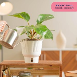 White Princess Philodendron: Costa Farms Rare Live Indoor Plant – Unique 6-Inch Self-Watering Pot with Potting Soil from the Trending Tropicals Collection for Home Decor