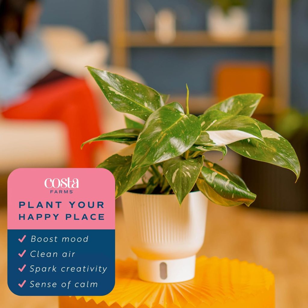 White Princess Philodendron: Costa Farms Rare Live Indoor Plant – Unique 6-Inch Self-Watering Pot with Potting Soil from the Trending Tropicals Collection for Home Decor