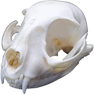 Coyote Skull: 1 PCS Taxidermy Real Bone Cat Skull for Crafting, Home Decoration, and Specimen Collectibles